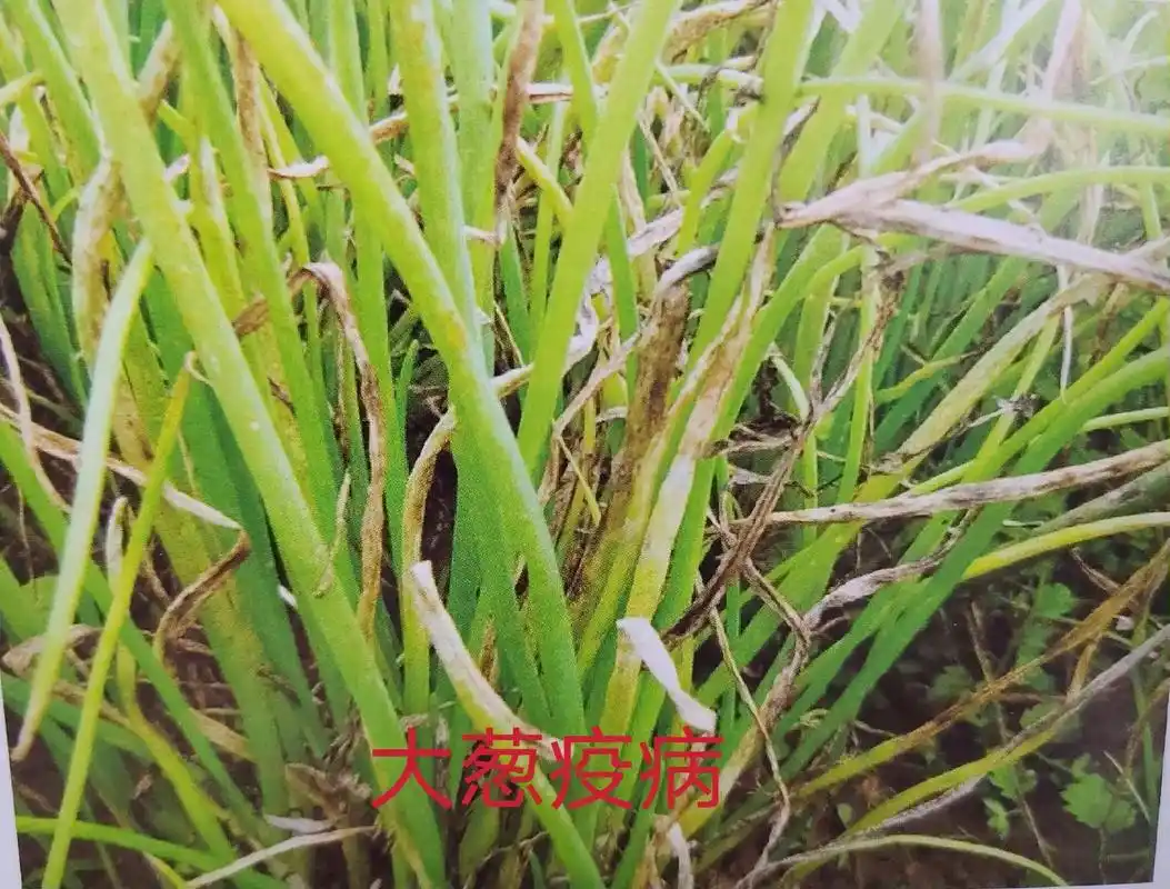 大葱病虫害防治—疫病#大葱  - 抖音