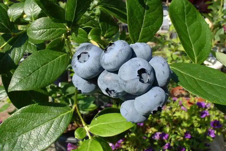 blueberry farms