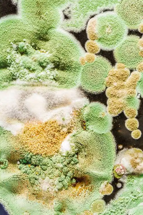 黑色背景上绿色霉菌和真菌的纹理微生物学