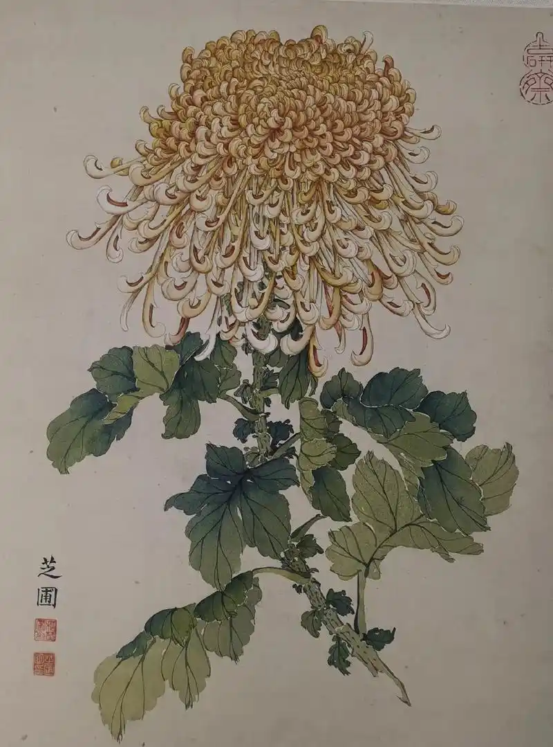 我师傅--著名花鸟画大家和芝圃先生早期工笔菊花作品鉴赏!#传 - 抖音
