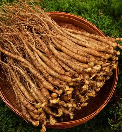 草参吉林人参鲜人参小人参小鲜参园参东北长白山土煲汤泡酒水人参 百