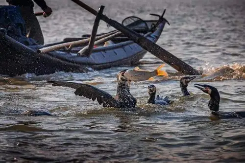 鸬鹚捕鱼一场人与鹰的无间合作