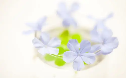 花朵,小花,清新,浅白,干净,静物花朵壁纸图片
