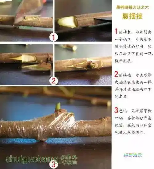 果树12种嫁接法演示图