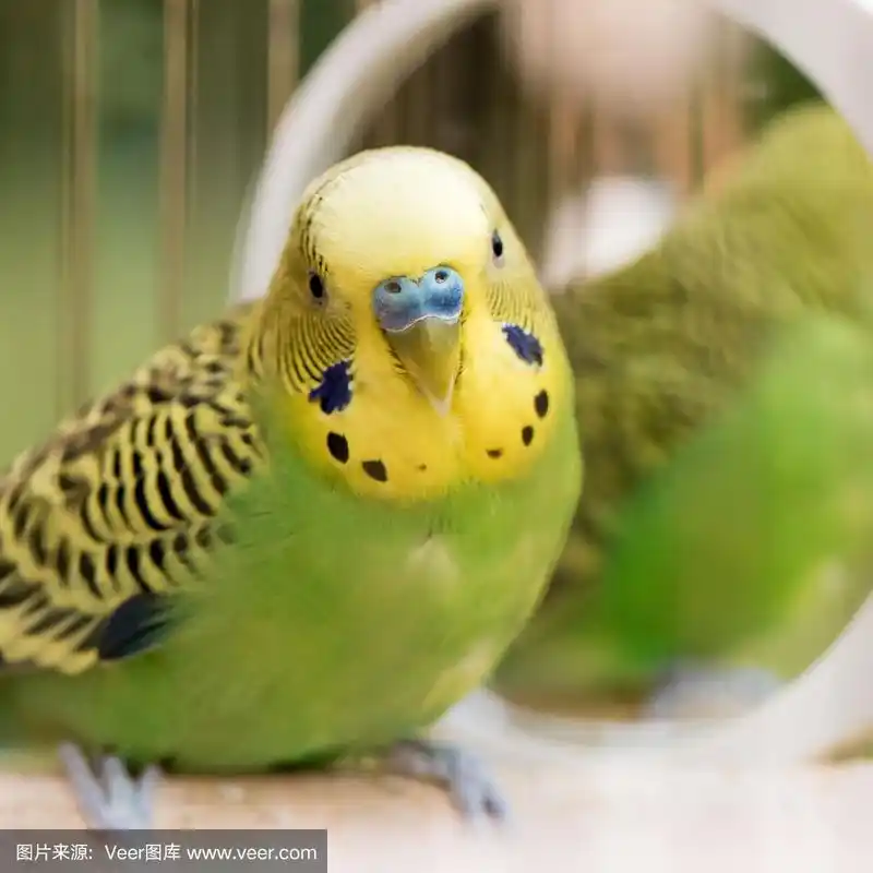 可爱的绿色鹦鹉