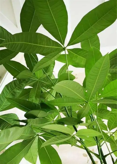 发财树招财寓意好浇水做好这几点夏天葱郁窜新芽