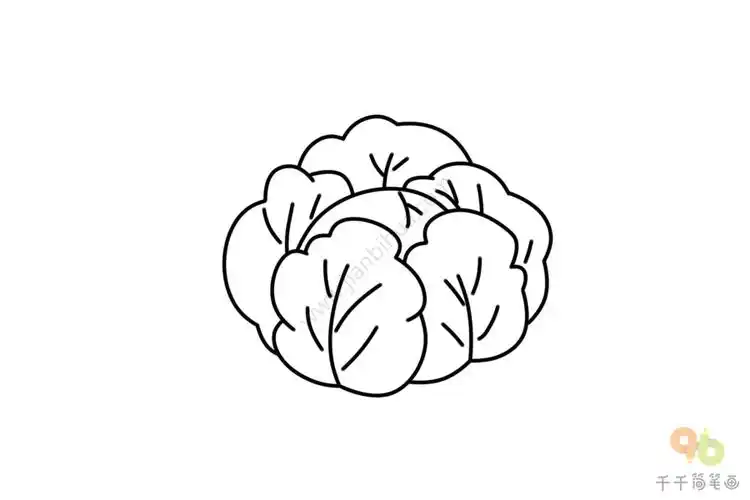 紫甘蓝简笔画步骤图