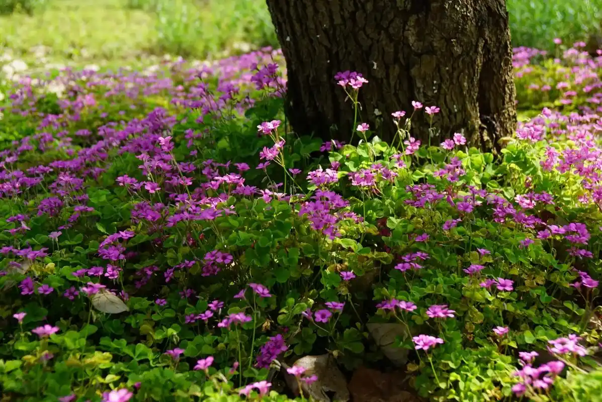 色彩鲜艳的酢浆草的花语是爱国情怀和璀璨的心.