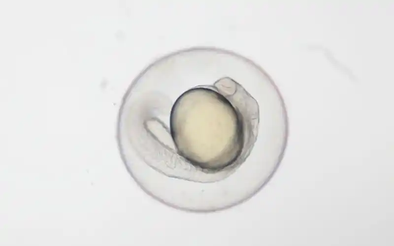 斑马鱼胚胎发育