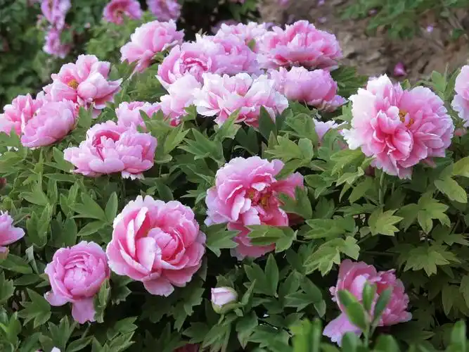 唯有牡丹真国色!