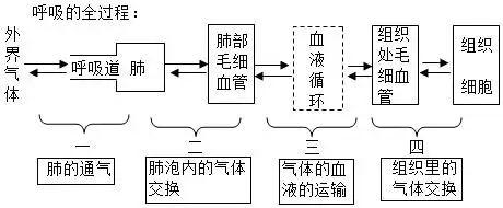 图中①～④表示人体与外界进行气体交换的过程,下列相关叙述不正确的