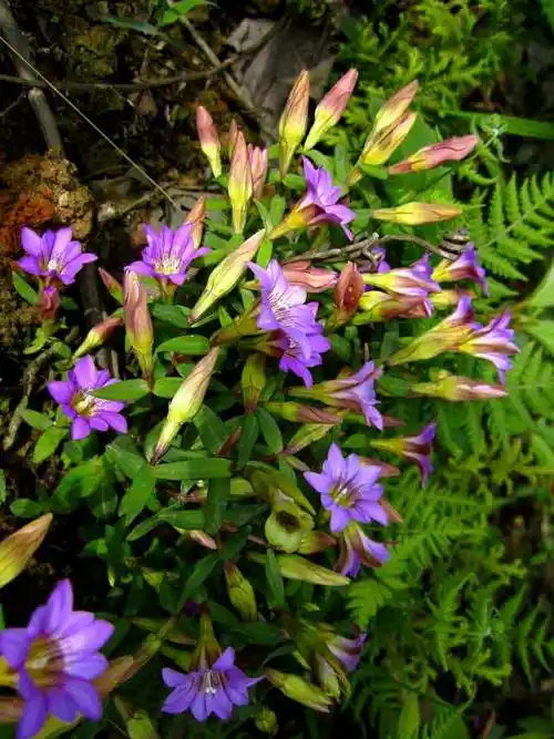 龙胆草品种介绍