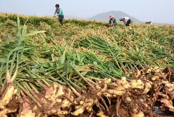 种植生姜的注意事项有哪些?