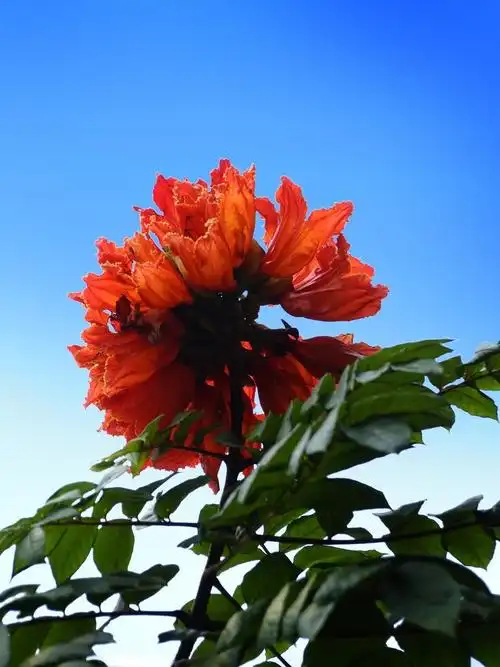 红红火火的火焰木花(第一集)——10p-中关村在线摄影论坛