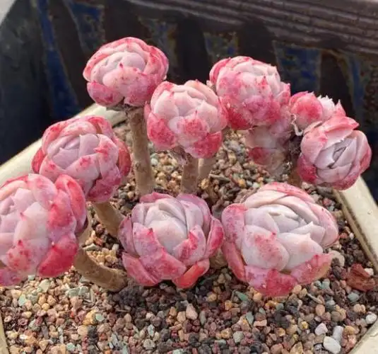 香水贝瑞多肉图片香水贝瑞多肉状态图片