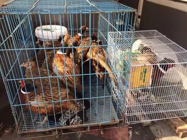 人)等四人多次窜至高渡镇洪泽湖边,农田旁,通过固定公野鸡做"诱饵",在