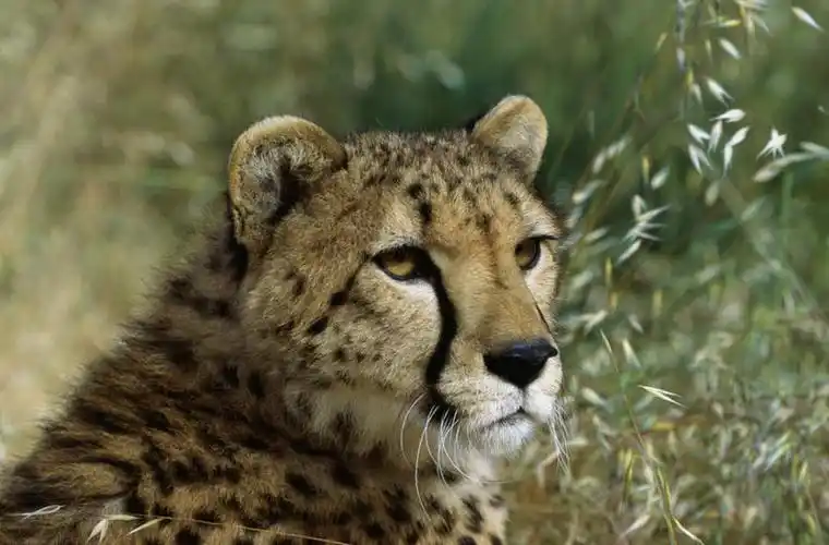 观察,看,转头,景色,观看,察看,关注,自然风光,金钱豹,印度豹,凶猛