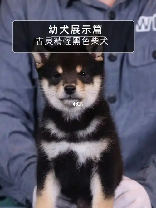 古灵精怪黑色柴犬