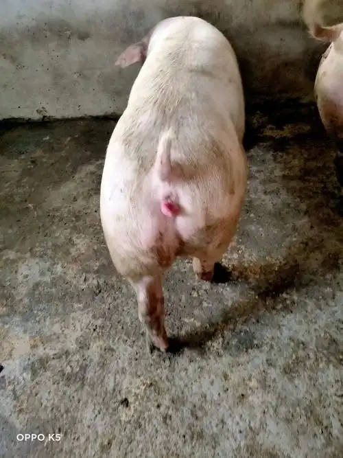 后备母猪水门红不是发情的表现