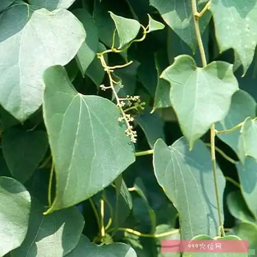 防己为防己科植物粉防己的干燥根,防己别名粉防己,粉寸己,汉防己,土