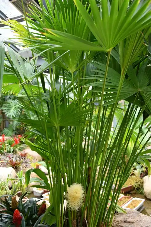 厦门市万石植物园厦门园林植物园蒲葵蒲葵花