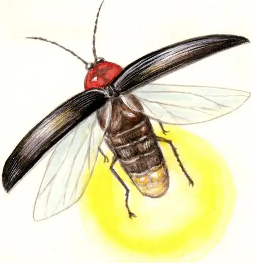 萤火虫插画_萤火虫手绘插画_插画设计网站-veer图库