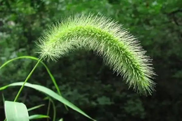 狗尾巴草可以作为牧草吗