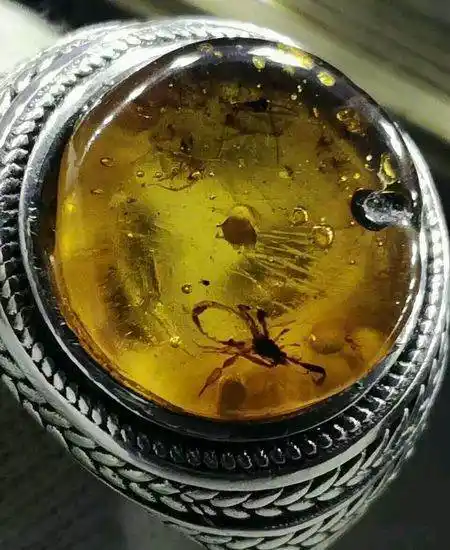 虫珀 蝎子