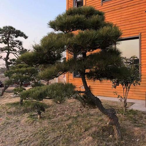黑松造型树别墅庭院精品四季常青大型迎客松盆景园林绿化树苗