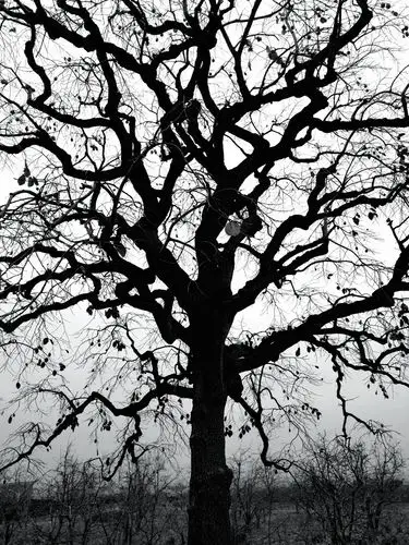 干枯嶙峋柿子树 - 阿楠800 - 图虫