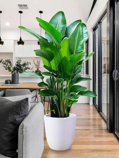 天堂鸟盆栽 鹤望兰客厅植物办公室内大型绿植花卉 送货上门