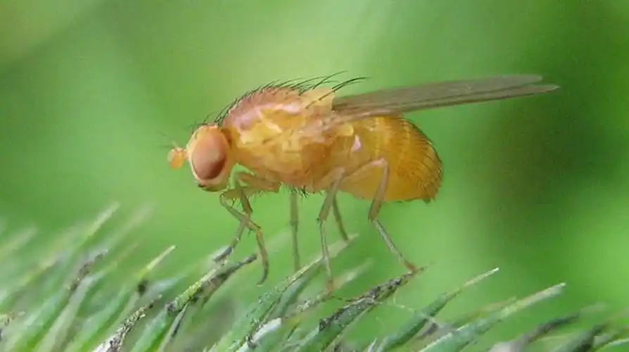 fruit-fly