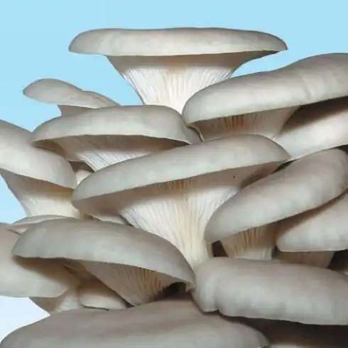 平菇农场直销,襄汾候临猴头菇经销批发-山西襄汾候临农业科技