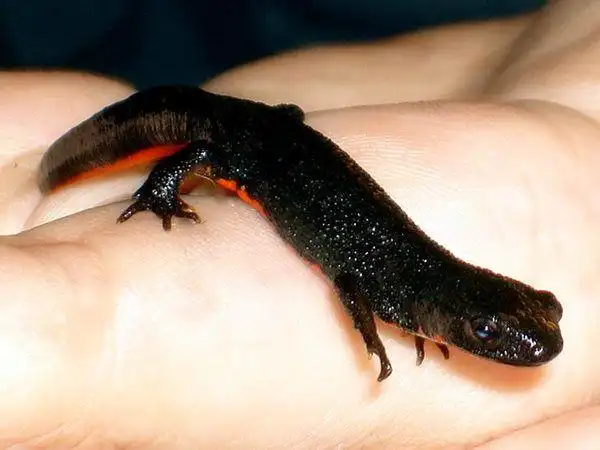 东方蝾螈,可以放在大的玻璃鱼缸内饲养,便于观察其活动_网易订阅