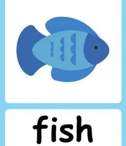fish 英语单词卡片