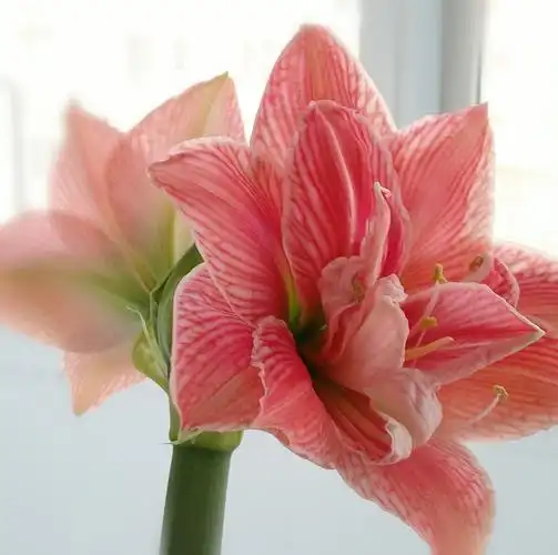 种花日志朱顶红甜蜜妮芙从种球到开花