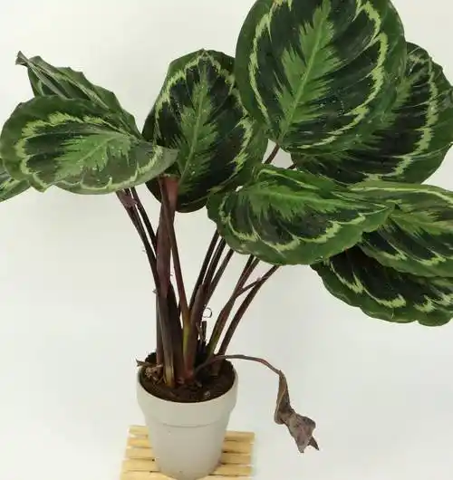 会祈祷的珍惜观叶植物-植物非试管高效快繁叶蝉竹芋