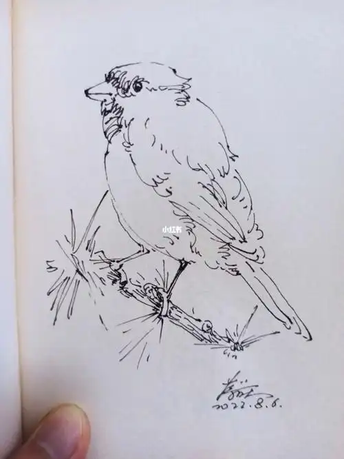 速写  #钢笔速写  #鸟