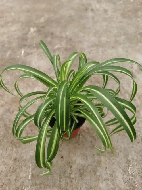 卷叶吊兰金心垂吊宽叶法国女郎邦尼盆栽植物绿植