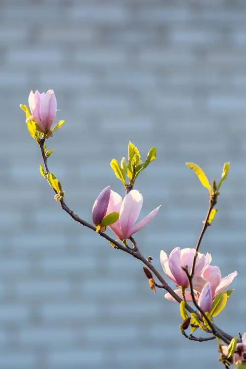 在春天拍好玉兰花看这篇教程就够啦这10大玉兰摄影技巧帮你