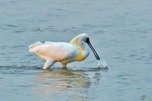 其它 鸟儿心语(18-1) 写美篇扁嘴琵鹭嘴角尖,嘴角尖尖像把铲.