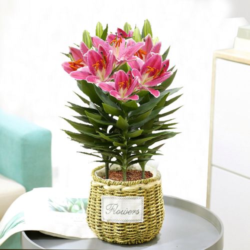 盆栽带花苞室内花k卉植物四季开花香水百合客厅好养绿植带花苞绿