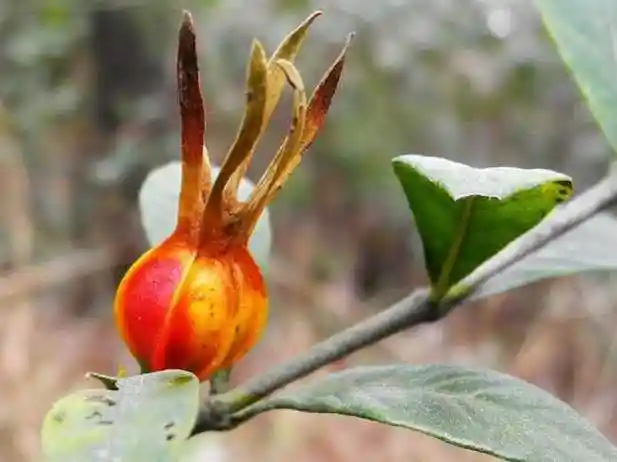 栀子的功效与作用中药栀子图片