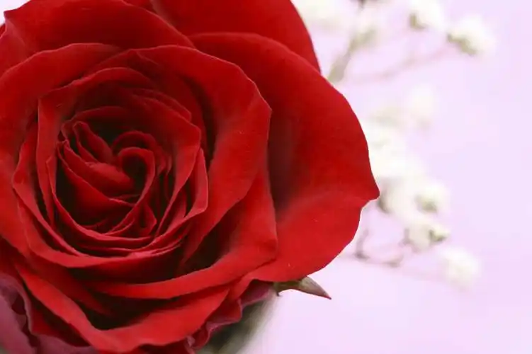 幸福,纯洁,热情,美景,植物,玫瑰,许多,朦胧,模糊,盛开,景观,玫瑰花