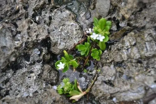 如此顽强的植物这样生长,真的不可思议!