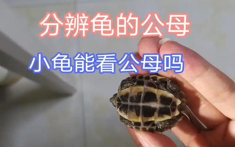 两分钟速看,龟龟公母如何分辨,小龟能看出公母吗
