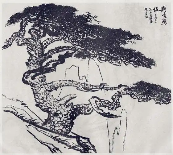 刘晖的黄山松上