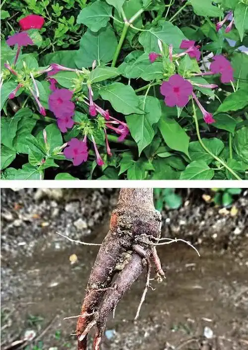 仲景知识#【药香屋】紫茉莉【别名】草茉莉,胭脂花,地雷花等【学名】