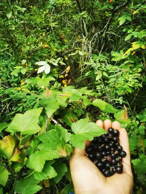 黑色果实---茶藨子