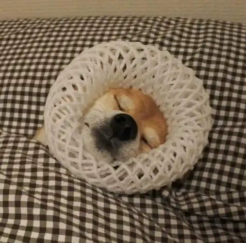 求一张狗狗躺在床上盖着被子的图片或头像